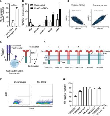 Design and Evaluation of TIM-3-CD28 Checkpoint Fusion Proteins to Improve Anti-CD19 CAR T-Cell Function